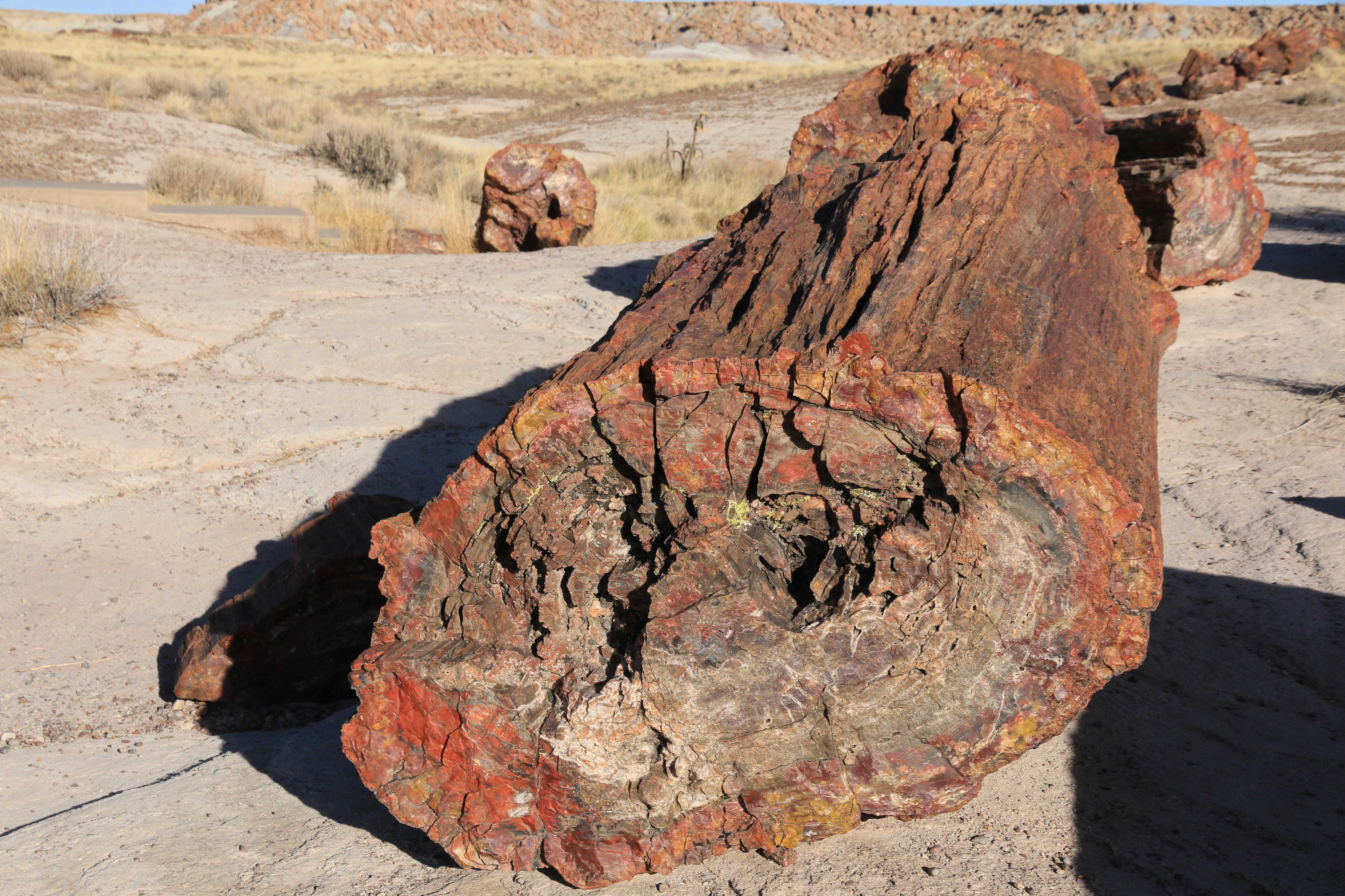 Petrified Forest NP